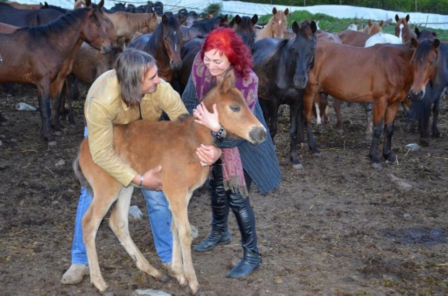 Σέρρες: Στην περιοχή “Άνω Πορόια” βρίσκεται το μεγαλύτερο κοπάδι αλόγων ελληνικής φυλής Πίνδου στην Ευρώπη