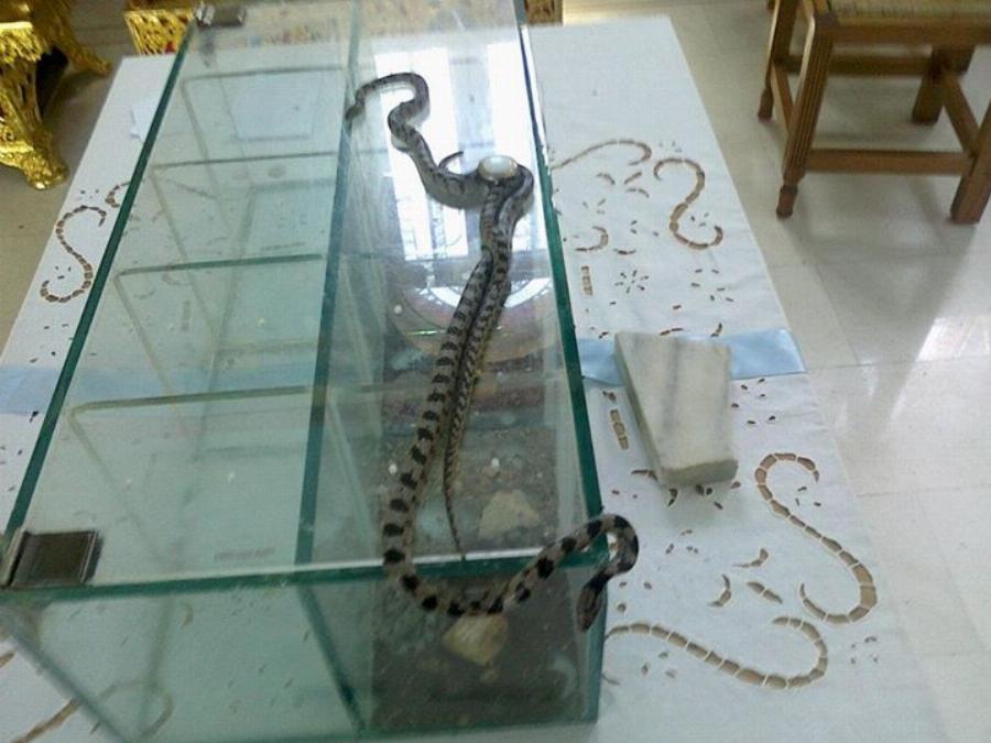 Κεφαλονιά: Η ιστορία πίσω από το θαύμα με τα φιδάκια της Παναγίας