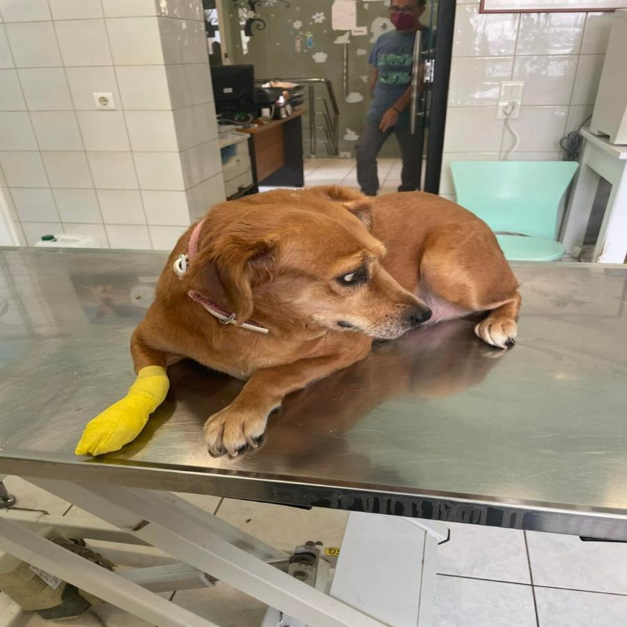 Ένας ιερέας διαφορετικός από τους άλλους στην Λέσβο: Κουβαλάει στα χέρια μια σκυλίτσα που έχει πρόβλημα με τη μέση της