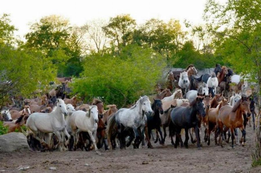 Σέρρες: Στην περιοχή “Άνω Πορόια” βρίσκεται το μεγαλύτερο κοπάδι αλόγων ελληνικής φυλής Πίνδου στην Ευρώπη