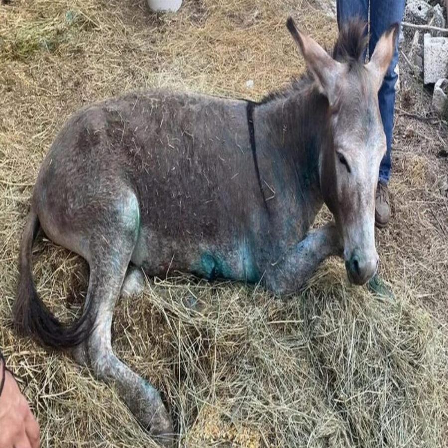 Ζίτσα Ιωαννίνων: Συγκινούν τα σκίτσα για το γαϊδουράκι που υπεβλήθη σε ευθανασία