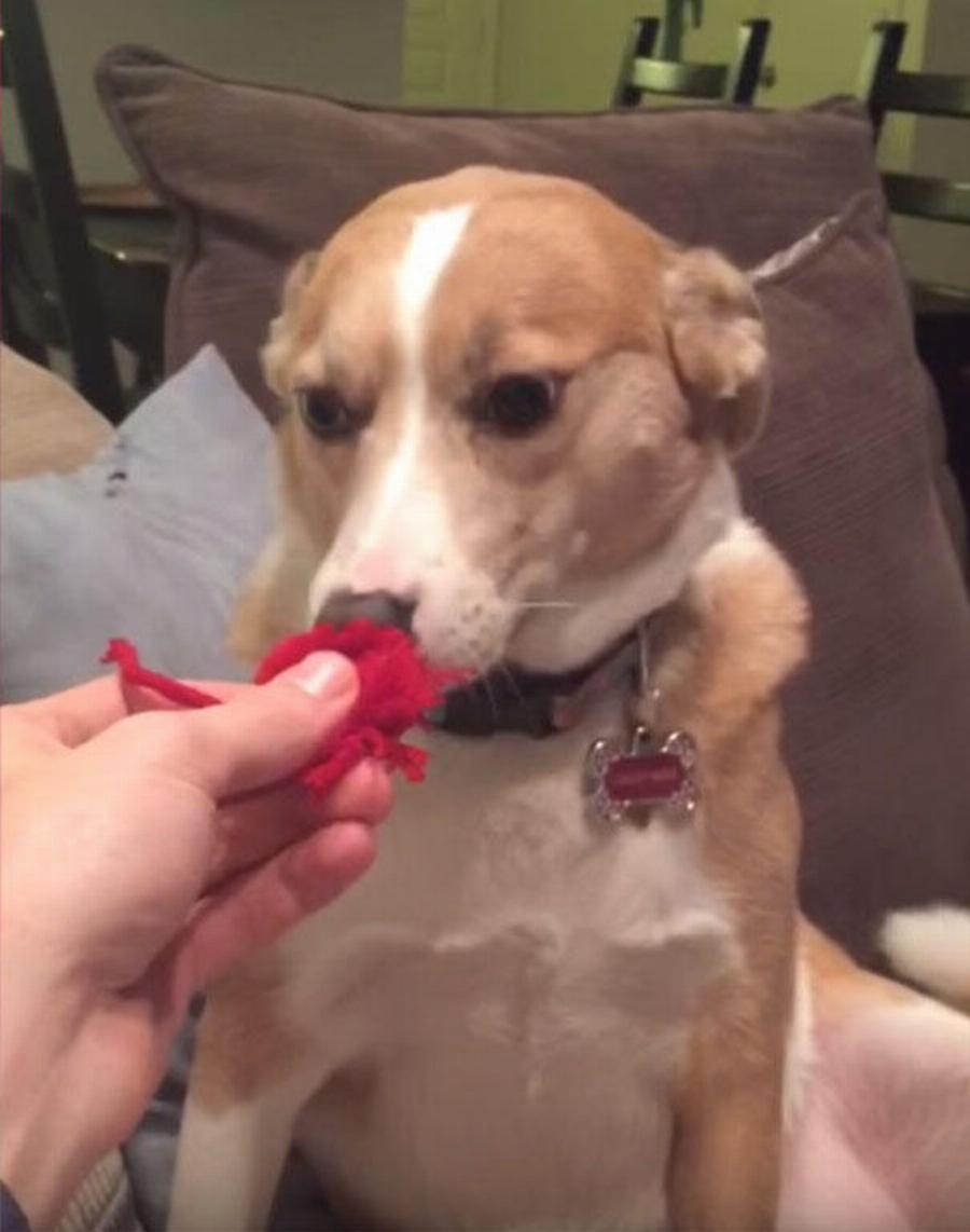 Ψυχούλα μου όμορφη: Σκύλος δεν παραδέχεται πως είναι ένοχος αλλά το πρόσωπο του λέει άλλα