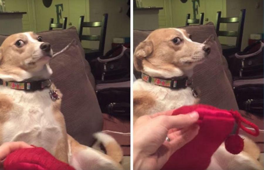 Ψυχούλα μου όμορφη: Σκύλος δεν παραδέχεται πως είναι ένοχος αλλά το πρόσωπο του λέει άλλα