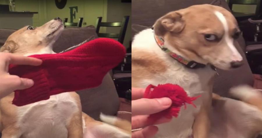 Ψυχούλα μου όμορφη: Σκύλος δεν παραδέχεται πως είναι ένοχος αλλά το πρόσωπο του λέει άλλα