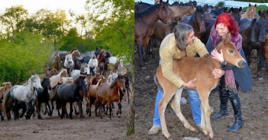Σέρρες: Στην περιοχή “Άνω Πορόια” βρίσκεται το μεγαλύτερο κοπάδι αλόγων ελληνικής φυλής Πίνδου στην Ευρώπη