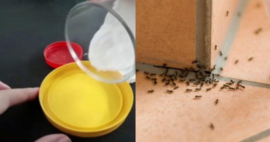 Θα τα εξαφανίσετε στο λεπτό: Η μυρωδιά που δεν αντέχουν με τίποτα τα μυρμήγκια – Δε θα τα ξαναδείτε στο σπίτι