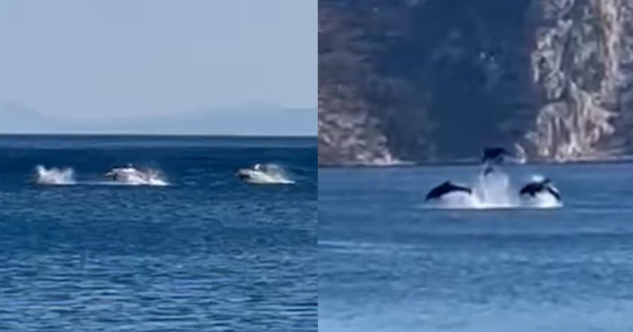 Υπέροχο θέαμα στην Βοιωτία: Δελφίνια έδωσαν απίστευτη παράσταση μπροστά σε λουόμενους σε παράλια του Διστόμου