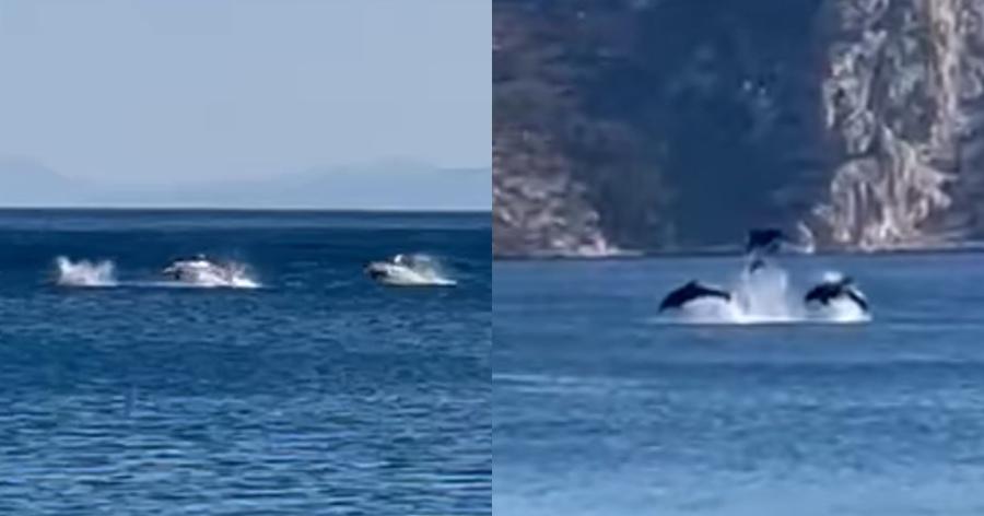 Υπέροχο θέαμα στην Βοιωτία: Δελφίνια έδωσαν απίστευτη παράσταση μπροστά σε λουόμενους σε παράλια του Διστόμου