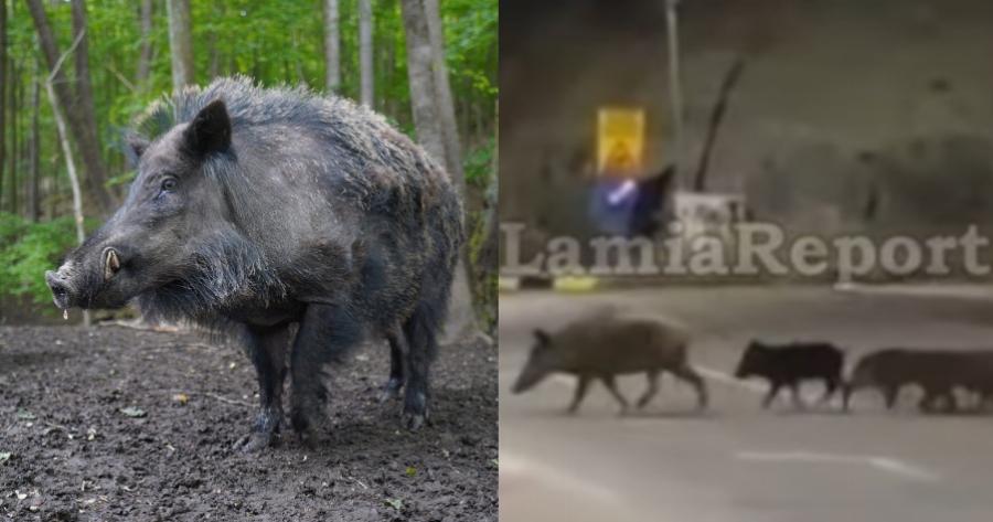 Πρωτόγνωρες εικόνες από την Λαμία: 14μελής οικογένεια αγριογούρουνων βγήκε για χαλαρή βόλτα στην πόλη