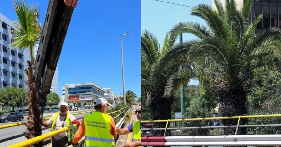 Αθήνα: 300 φοίνικες φυτεύτηκαν στη Λ. Συγγρού από το Πάντειο μέχρι το Φάληρο