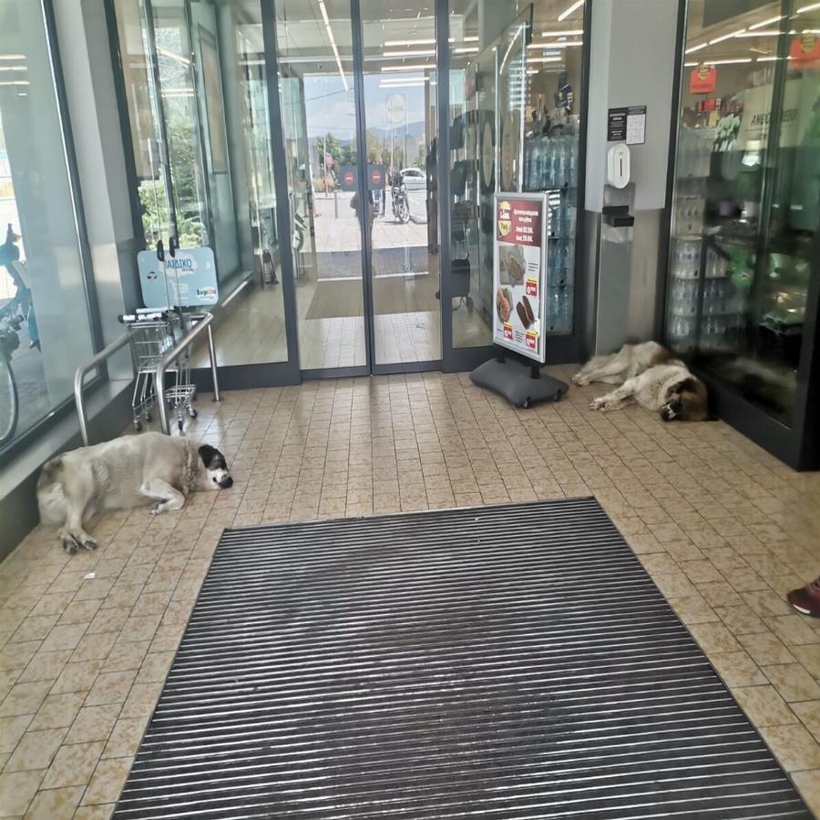 Παράδειγμα προς μίμηση: Γνωστό σουπερμάρκετ στο Βόλο αφήνει τα αδεσποτάκια να δροσίζονται μέσα στον προθάλαμο