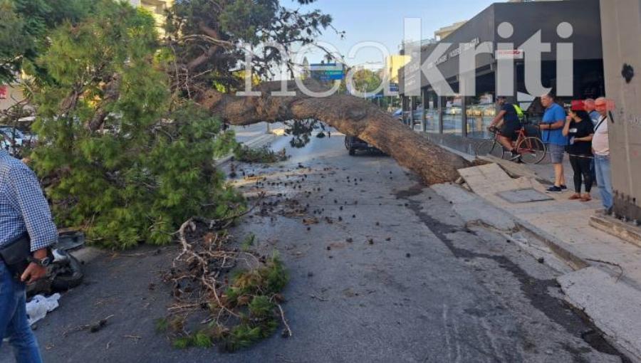 «30 χρόνια μαζί, καλό παράδεισο ψυχή μου»: Ραγίζει καρδιές η χήρα του 51χρονου που καταπλακώθηκε από δέντρο