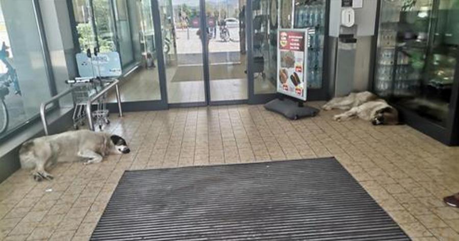 Παράδειγμα προς μίμηση: Γνωστό σουπερμάρκετ στο Βόλο αφήνει τα αδεσποτάκια να δροσίζονται μέσα στον προθάλαμο