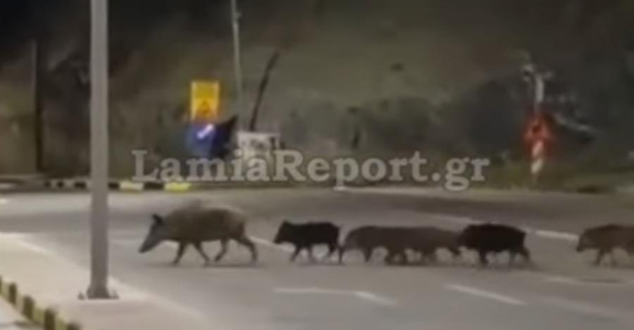 Πρωτόγνωρες εικόνες από την Λαμία: 14μελής οικογένεια αγριογούρουνων βγήκε για χαλαρή βόλτα στην πόλη