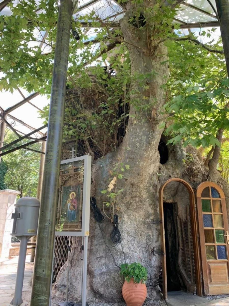 Το ομορφότερο Εκκλησάκι της Παναγίας «κρύβεται» σε έναν πλάτανο 1000 ετών: Η Παναγία η Πλατανιώτισσα