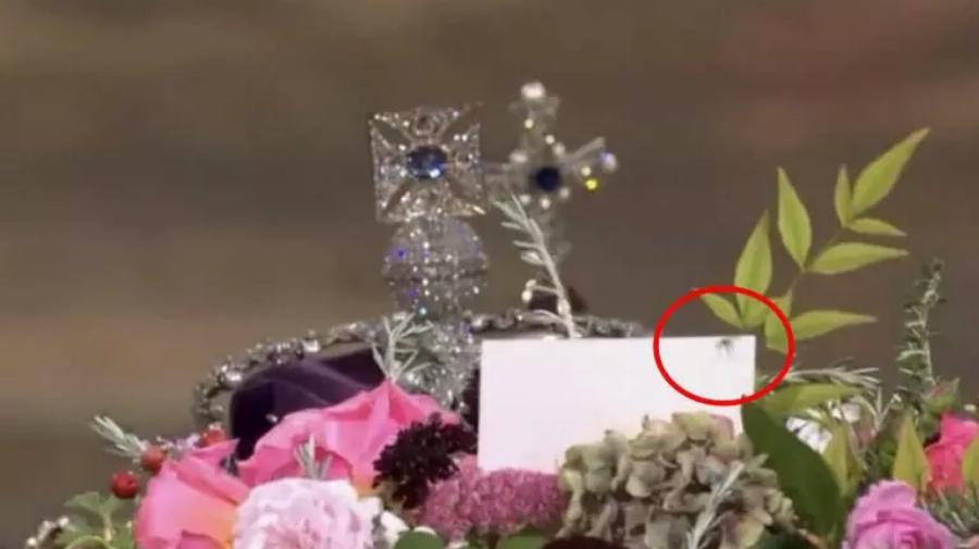 Κάνει το γύρο του κόσμου: Εμφανίστηκε αράχνη πάνω στο φέρετρο της βασίλισσας Ελισάβετ
