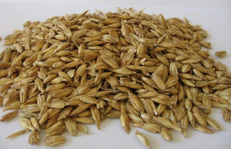 Ζέα: Το άγνωστο δημητριακό των αρχαίων Ελλήνων, οι ευεργετικές ιδιότητες για το ανοσοποιητικό και η απαγόρευση στην Ελλάδα