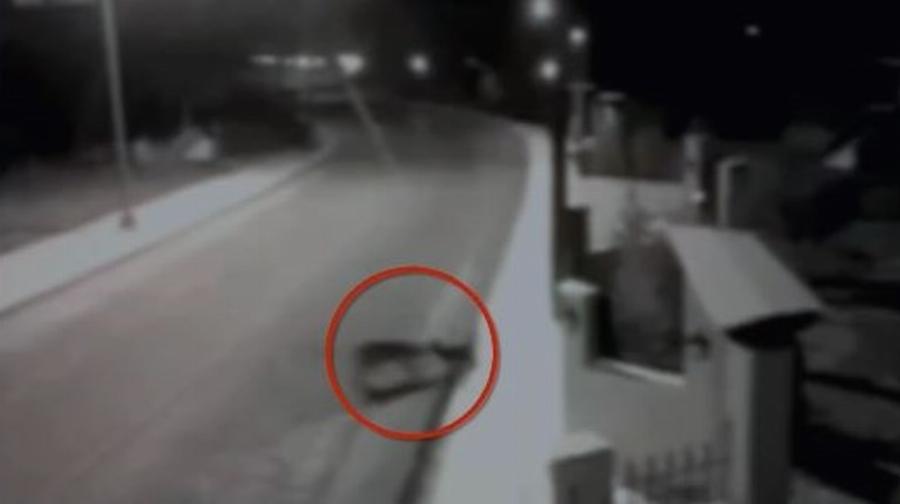 Θεσσαλονίκη: Επιθέσεις λύκων σε χωριά, κατασπάραξαν οκτώ σκύλους