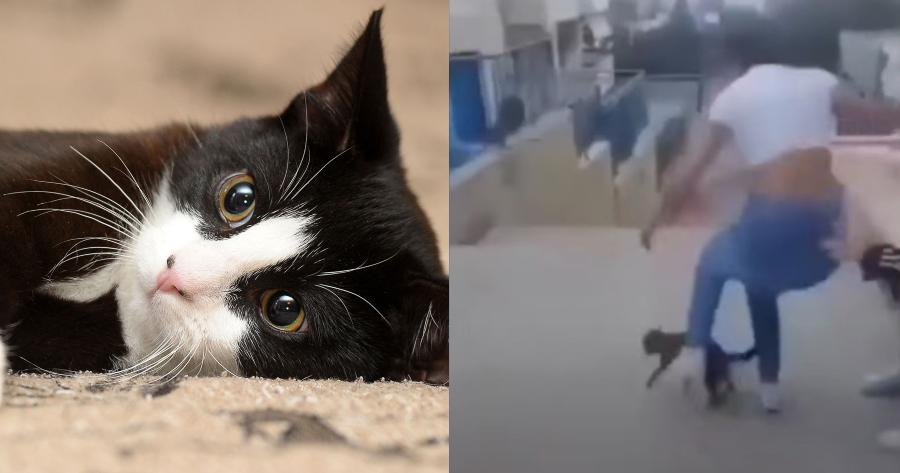 Σάλος στη Κρήτη: Πρόστιμο 5.000 ευρώ στην 15χρονη που κλώτσησε τη γάτα «για να γελάσουν»