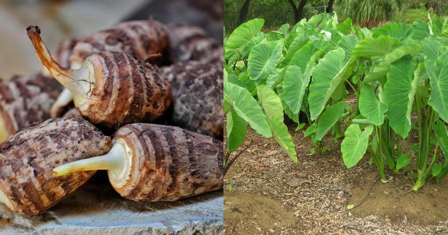 Κολοκάσι: Το κρυφό μυστικό της μακροζωίας των κατοίκων της Ικαρίας, η άγνωστη υπερτροφή με τις ευεργετικές ιδιότητες