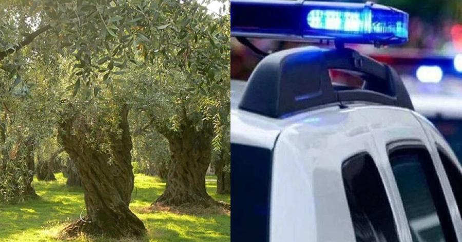 Έμεινε άφωνος όταν πήγε στο χωράφι του: Πάνω από 80 δέντρα ελιές τα είχαν κάνει καυσόξυλα