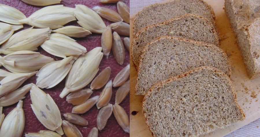 Ζέα: Το άγνωστο δημητριακό των αρχαίων Ελλήνων, οι ευεργετικές ιδιότητες για το ανοσοποιητικό και η απαγόρευση στην Ελλάδα