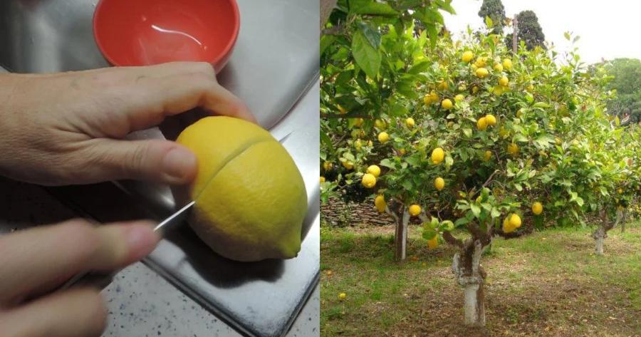 Λεμόνι: Οι ευεργετικές ιδιότητες, τα φυσικά ένζυμα για την καλή λειτουργία στο συκώτι, το φάρμακο για την γρίπη και ο μαχητής του καρκίνου