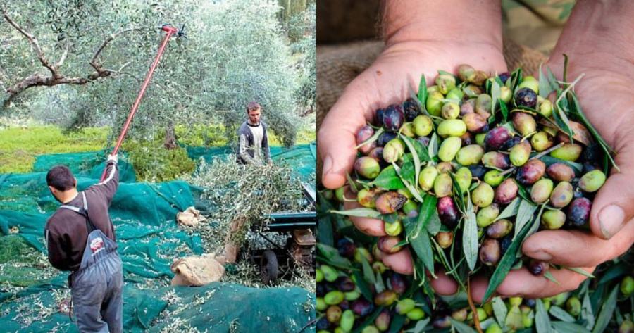 Μετ΄ εμποδίων το μάζεμα ελιάς στην Χαλκιδική: Ψάχνουν 5000 εργάτες και δεν βρίσκουν ενώ έχουν 15.000 άνεργους
