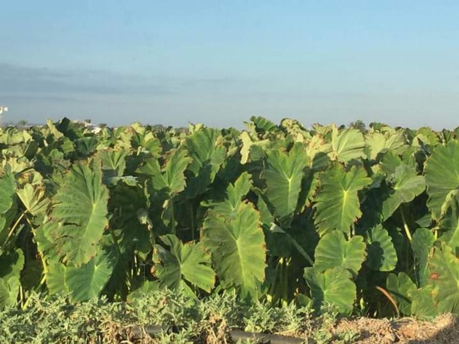 Κολοκάσι: Το κρυφό μυστικό της μακροζωίας των κατοίκων της Ικαρίας, η άγνωστη υπερτροφή με τις ευεργετικές ιδιότητες