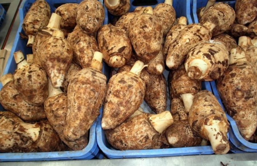 Κολοκάσι: Το κρυφό μυστικό της μακροζωίας των κατοίκων της Ικαρίας, η άγνωστη υπερτροφή με τις ευεργετικές ιδιότητες