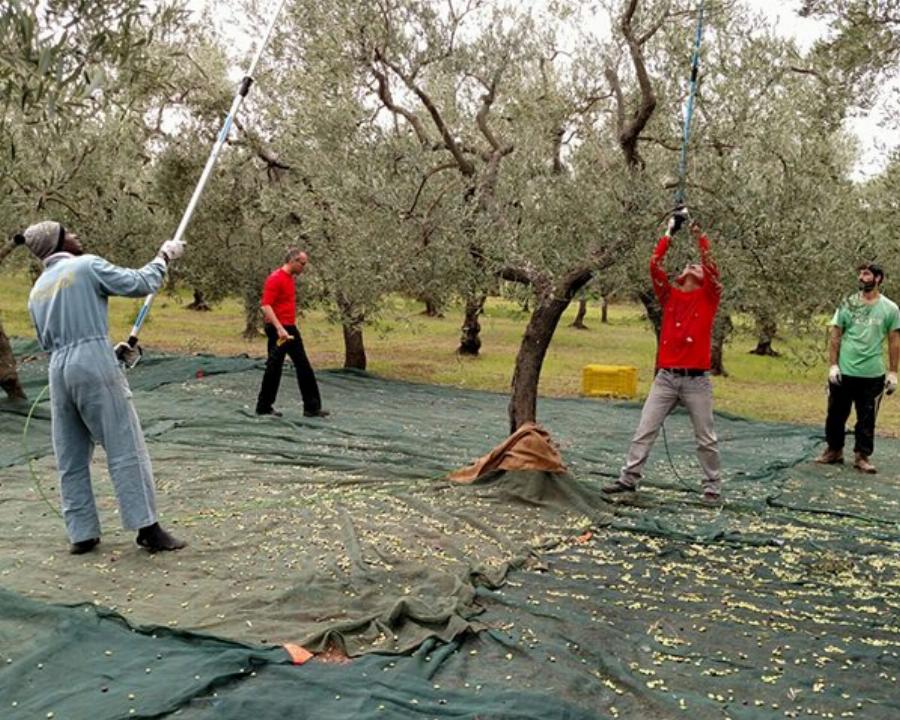 Μετ΄ εμποδίων το μάζεμα ελιάς στην Χαλκιδική: Ψάχνουν 5000 εργάτες και δεν βρίσκουν ενώ έχουν 15.000 άνεργους