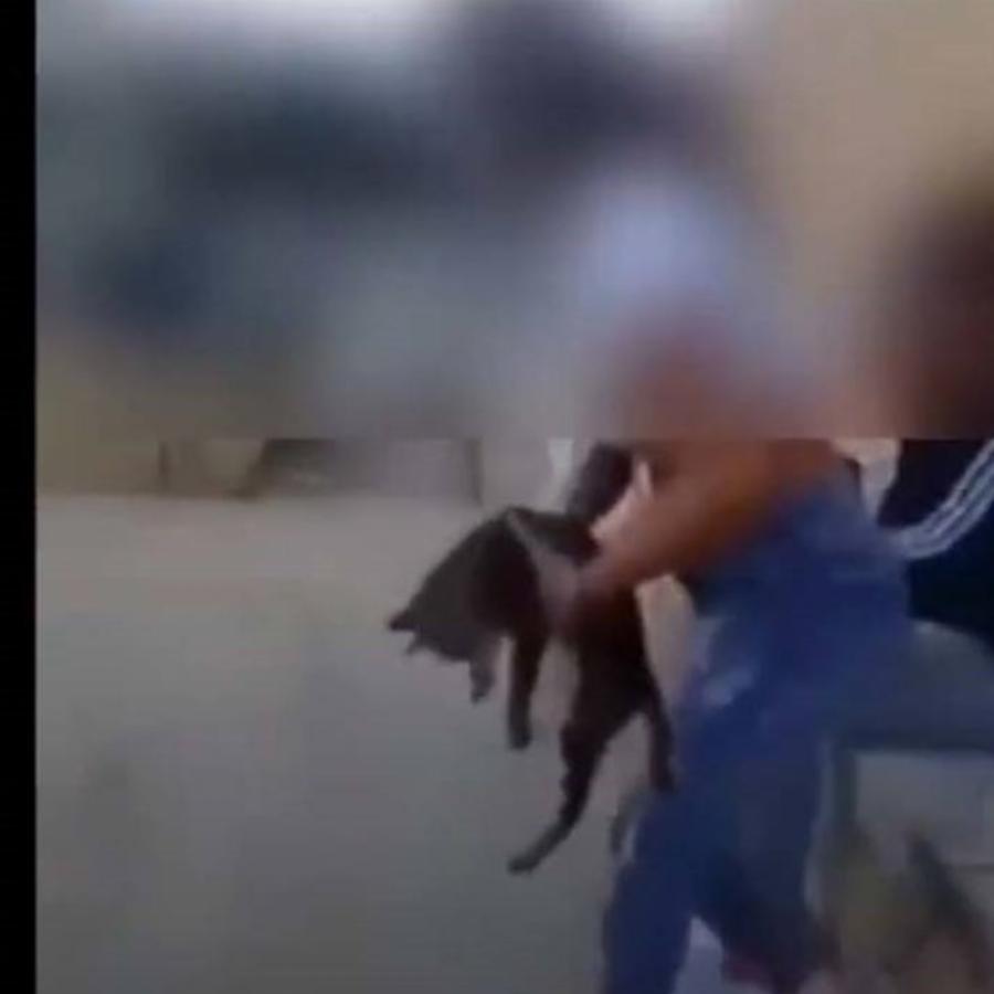 Σάλος στη Κρήτη: Πρόστιμο 5.000 ευρώ στην 15χρονη που κλώτσησε τη γάτα «για να γελάσουν»