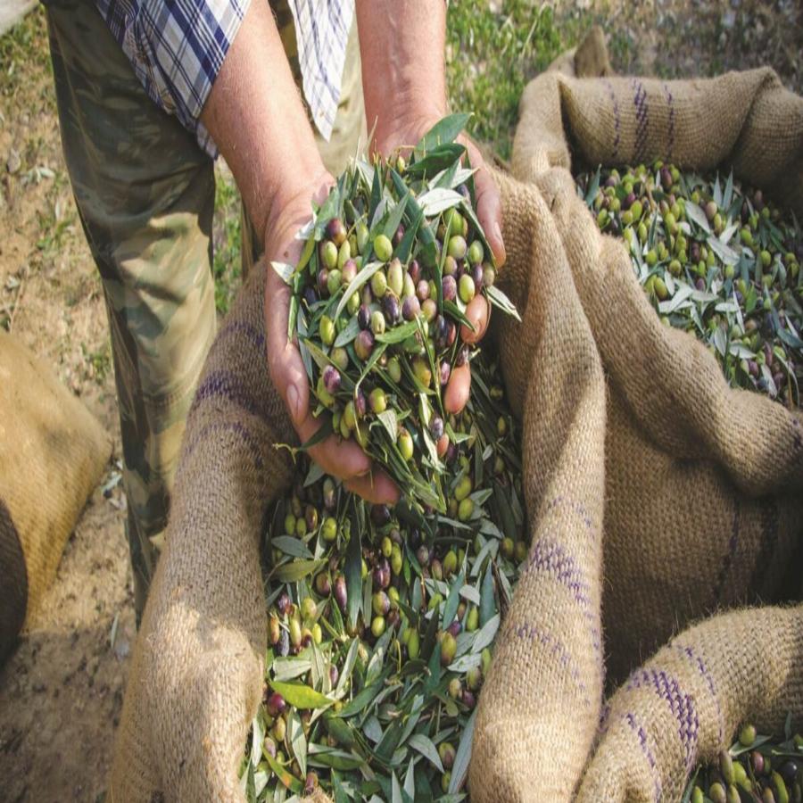 Μετ΄ εμποδίων το μάζεμα ελιάς στην Χαλκιδική: Ψάχνουν 5000 εργάτες και δεν βρίσκουν ενώ έχουν 15.000 άνεργους