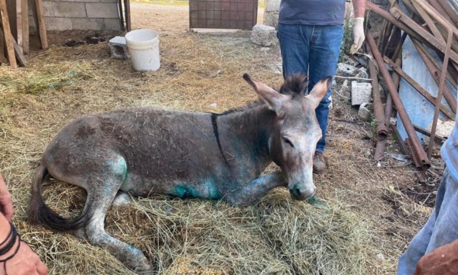 Συγκινεί η ανάρτηση της Σμαράγδας Καρύδη για το άτυχο γαϊδουράκι: «Εσύ που κουβάλησες τα βάρη του κόσμου θα ξεκουραστείς τώρα»