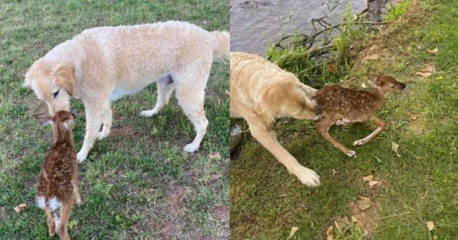 Σκύλος δίνει μαθήματα ζωής: Βουτάει στο νερό, σώζει ελαφάκι που πνίγεται και δεν φεύγει στιγμή από δίπλα του