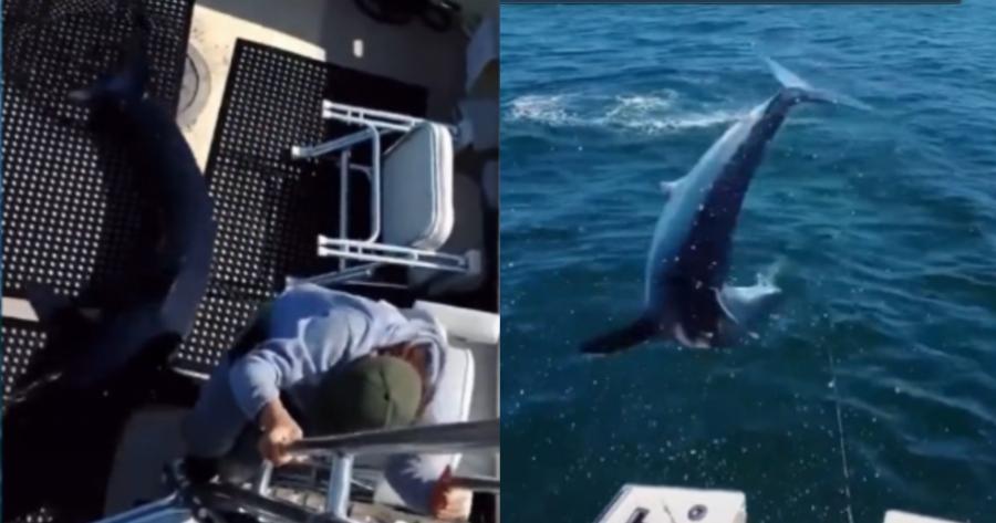 Θα παθαίναμε έμφραγμα: Σοκ στις ΗΠΑ – Γιγάντιος καρχαρίας πηδάει μέσα στο σκάφος ψαρά