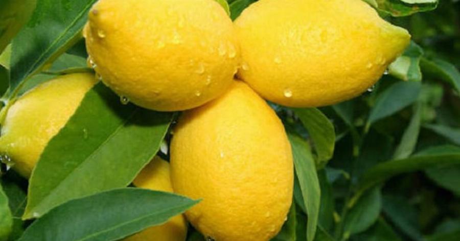 Όταν στύβετε λεμόνια, μην κάνετε το λάθος να πετάξετε τα κουκούτσια: Αξίζουν το βάρος τους σε χρuσάφı όταν χρησιμοποιούνται με αuτόν τον τρόπο