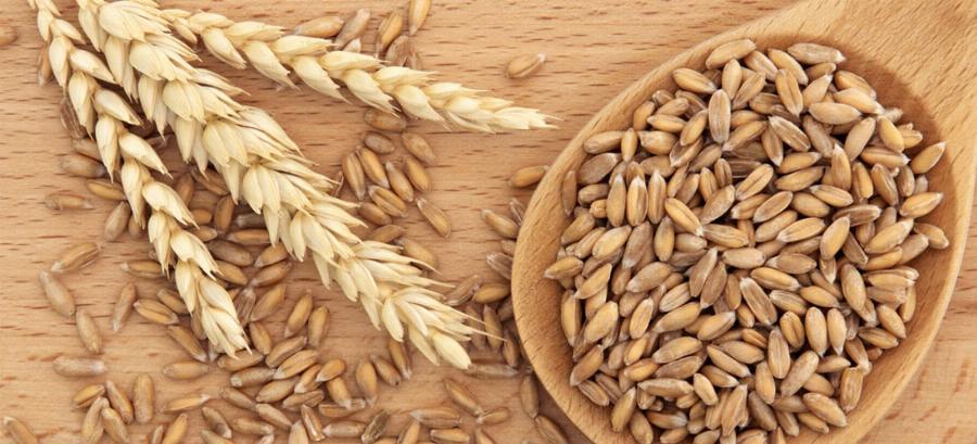 Ζέα: Το άγνωστο δημητριακό των αρχαίων Ελλήνων, οι ευεργετικές ιδιότητες για το ανοσοποιητικό και η απαγόρευση στην Ελλάδα