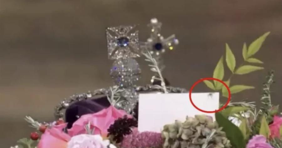 Κάνει το γύρο του κόσμου: Εμφανίστηκε αράχνη πάνω στο φέρετρο της βασίλισσας Ελισάβετ