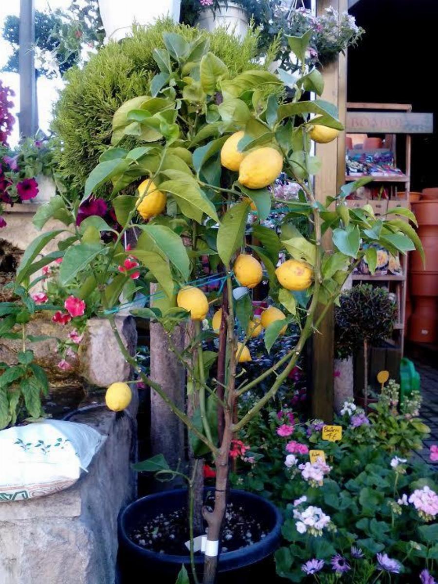 Τέλος στις αγορές: Πώς να φυτέψετε λεμόνια στο σπίτι και πως να τα καλλιεργήσετε σωστά