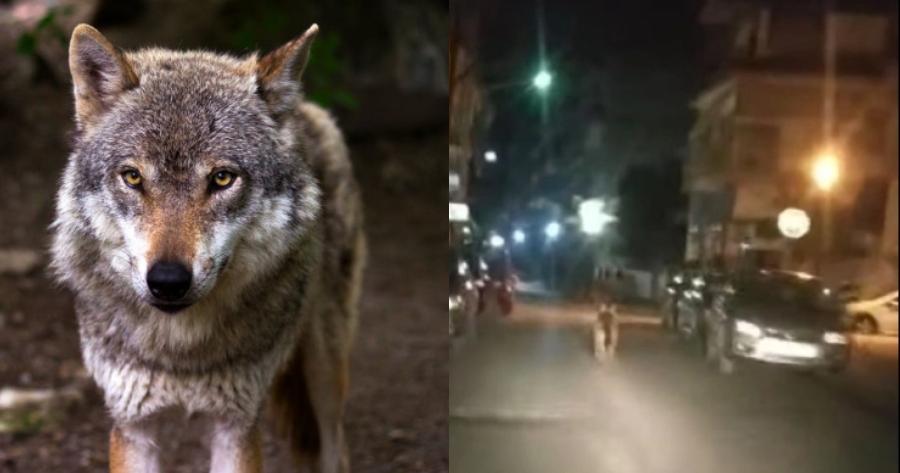 Τρόμος στην Ημαθία: Ντελιβεράς πήγαινε την παραγγελία και έπεσε πάνω σε λύκο