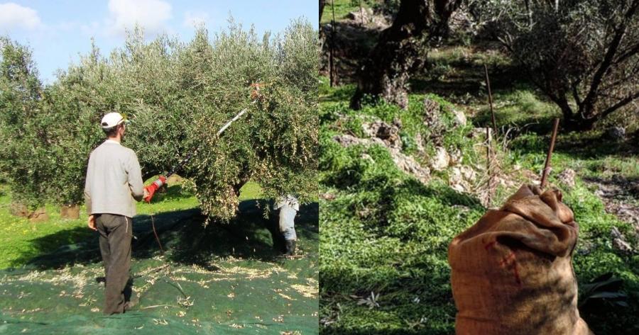 Τρομοκρατημένοι οι παραγωγοί: Φεύγουν οι Αλβανοί εργάτες από τη Ελλάδα, μεγάλη κρίση στις ελιές