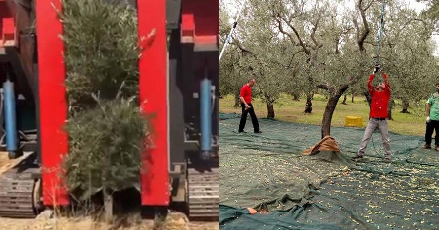 Τέλος το παραδοσιακό ράβδισμα: Έλληνας εφηύρε μηχάνημα που μαζεύει μόνο του τις ελιές