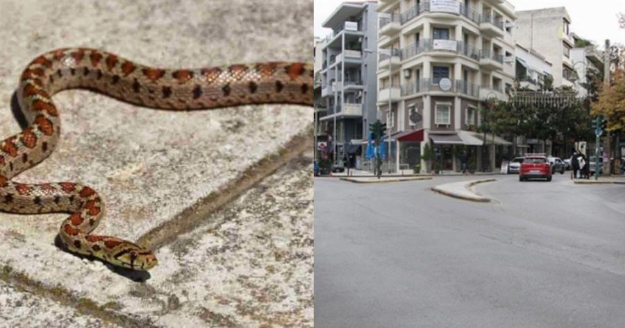 Ο τρόμος και ο φόβος στη Λάρισα: Φοιτήτρια ξύπνησε και είδε μια οχιά μέσα στο διαμέρισμά της