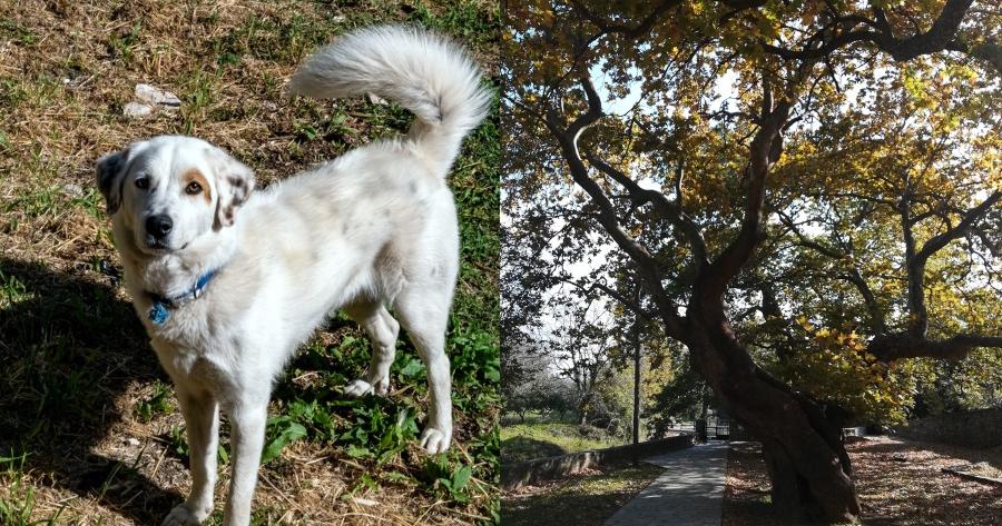 Ανείπωτη θλίψη στο Πήλιο: Νεκρός με το σκυλί αγκαλιά ο Ευτύχας από τον Πλατανιά