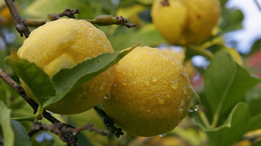 Τέλος στις αγορές: Πώς να φυτέψετε λεμόνια στο σπίτι και πως να τα καλλιεργήσετε σωστά