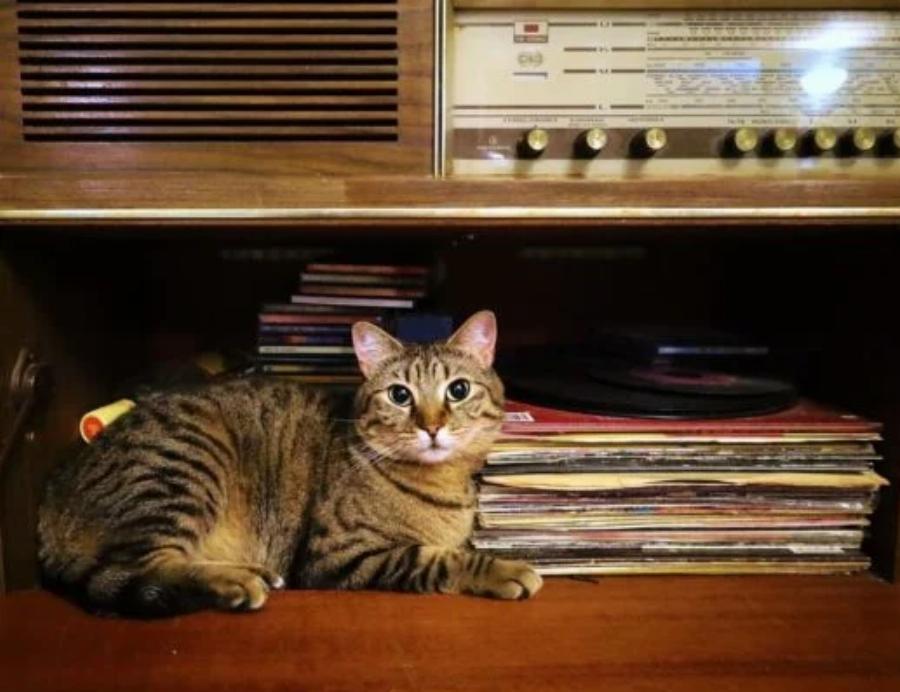 Θυμίζει «καφέ της χαράς»: Το παραδοσιακό σπίτι των Σκιαδαρέση-Μάλφα με την μεγάλη βιβλιοθήκη, τα ξύλινα έπιπλα και τους όμορφους πίνακες