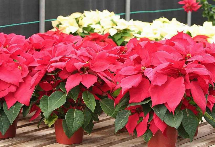 Το λουλούδι των Χριστουγέννων: Ανθίζει τον Δεκέμβριο, έχει βαθύ κόκκινο χρώμα και λέγεται Αλεξανδρινό