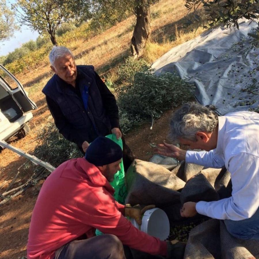 Άφησε τη σκηνή και έπιασε την βέργα: Ο Νίκος Ξανθόπουλος στα 88 του μαζεύει ελιές και είναι παιδί του λαού
