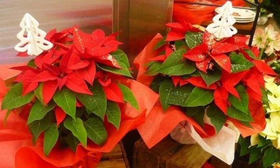 Το λουλούδι των Χριστουγέννων: Ανθίζει τον Δεκέμβριο, έχει βαθύ κόκκινο χρώμα και λέγεται Αλεξανδρινό